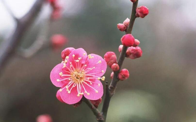 落花生仿写梅花.jpg