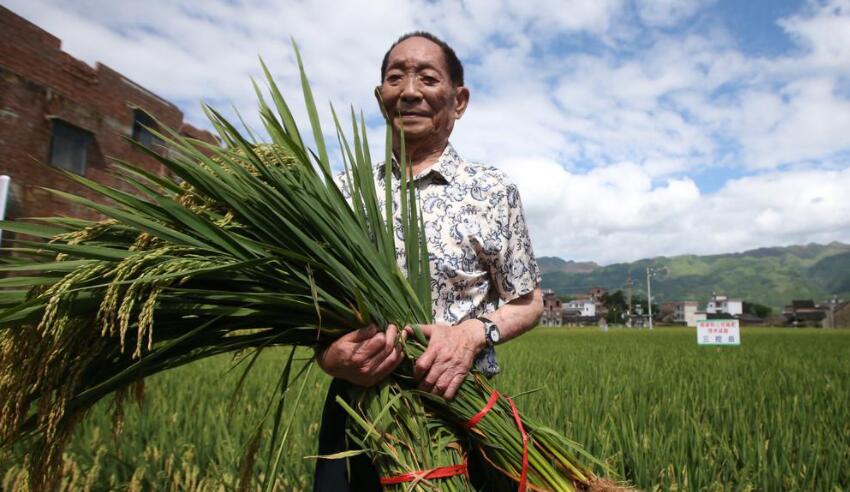 缅怀袁隆平.jpg