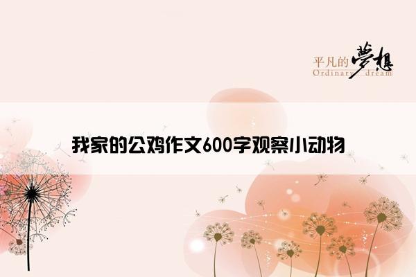 我家的公鸡作文600字观察小动物